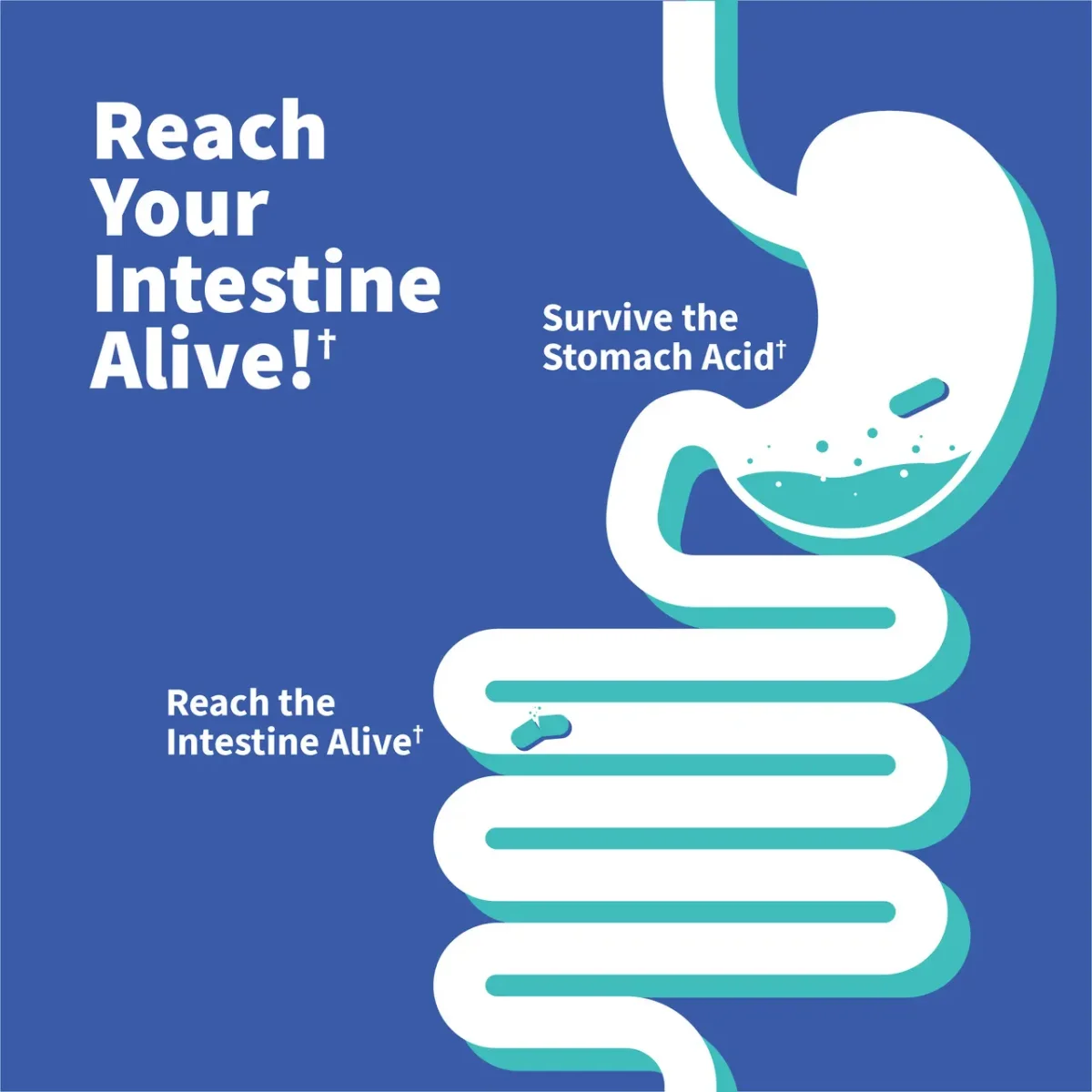 Garden of Life Dr. Formulated Probiotic Gas and Bloating - 50 billion - 30 Vegetarian Capsules