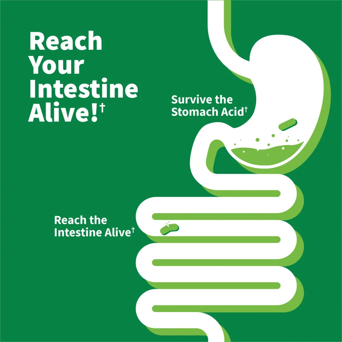 Garden of Life Dr. Formulated Probiotics Immune Pre + Pro + Postbiotics - 50 billion - 30 Vegetarian Capsules