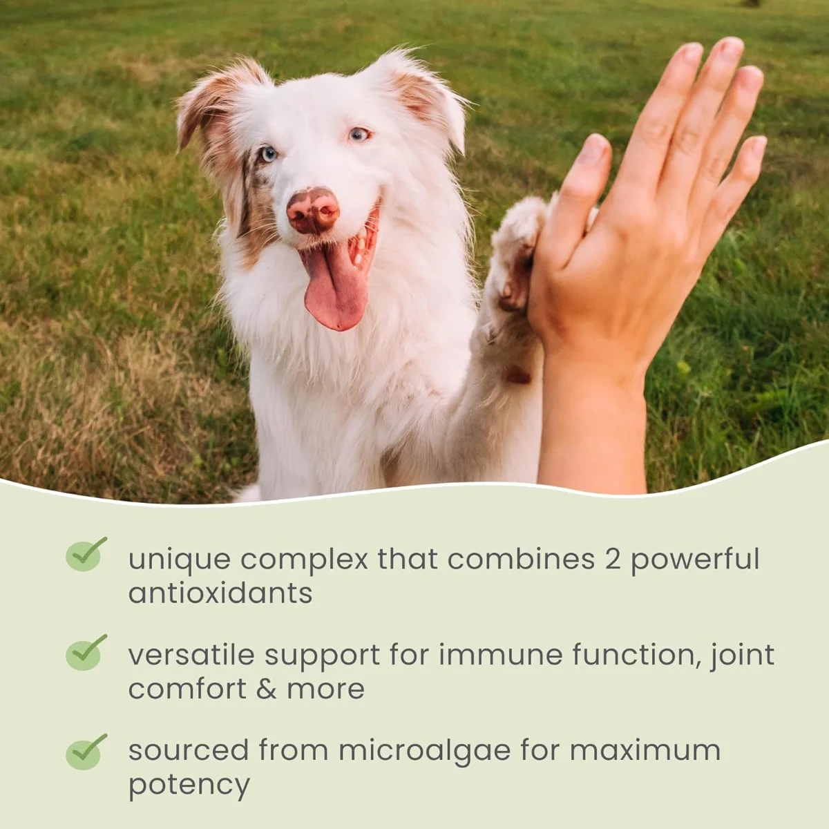 Dr. Mercola, Bark & Whiskers™, Spirulina, For Dogs & Cats, 180 Tablets, 3.17 oz (90 g)