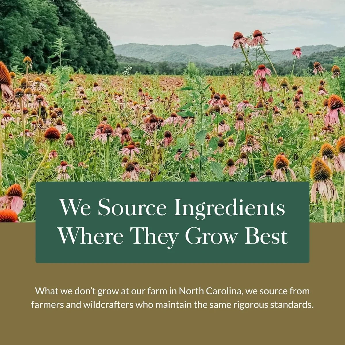 Gaia Herbs Ashwagandha Root - 60 Liquid Phyto-Caps