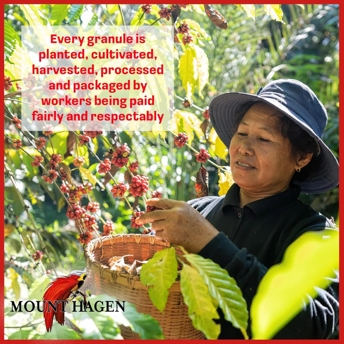 Mount Hagen Organic Fairtrade Decaffeinated Instant Coffee - 3.53 oz