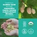 Navitas Organics Mulberries - 8 oz - Image 4