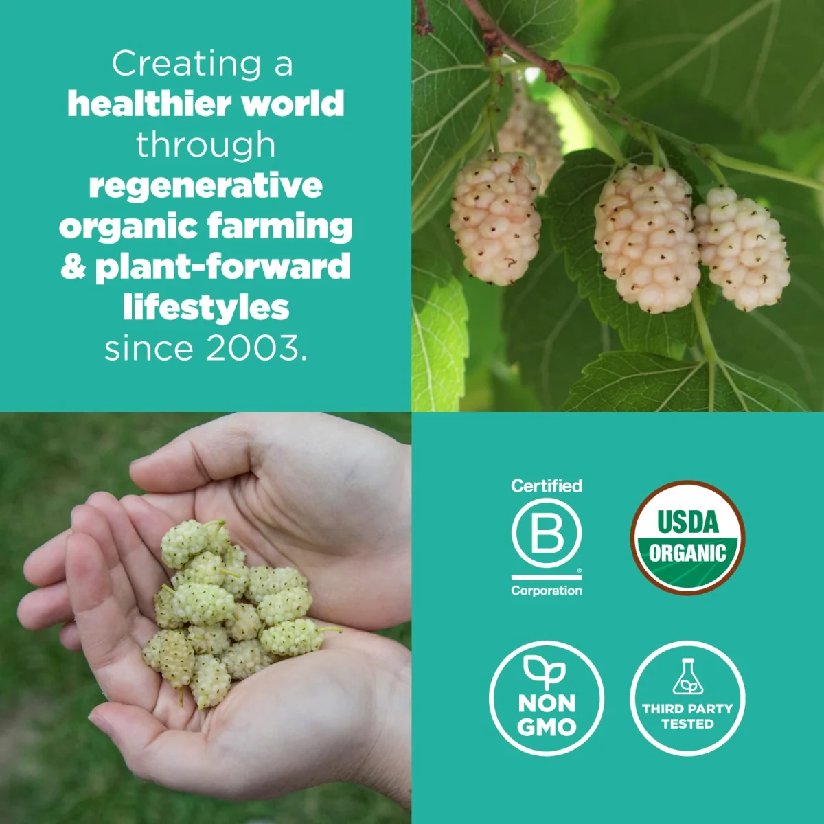 Navitas Organics Mulberries - 8 oz