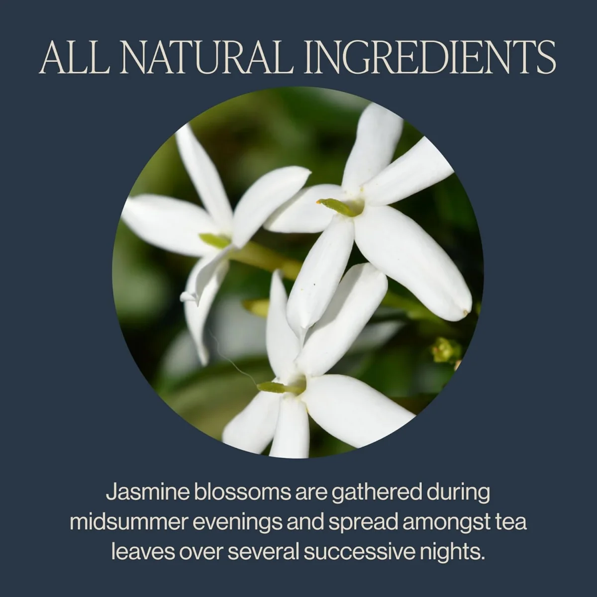 Rishi Tea Organic Jasmine Green Tea - 15 Tea Bags