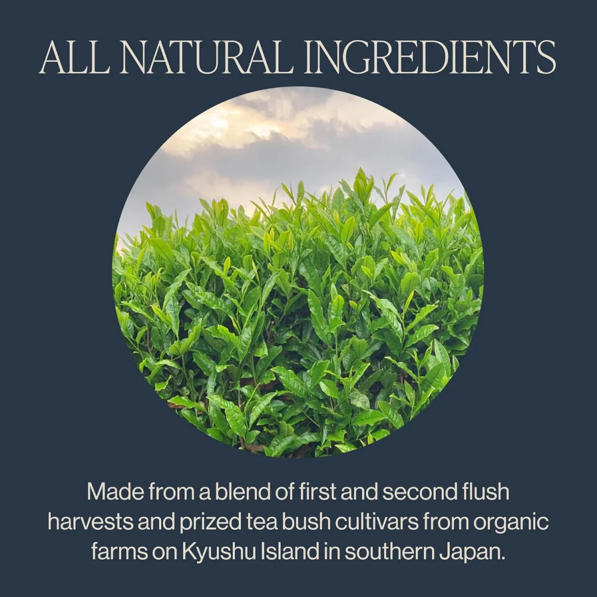 Rishi Tea Organic Sencha Green Tea - 15 Tea Bags