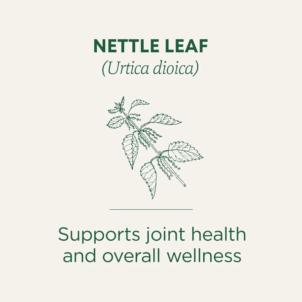 Traditional Medicinals Organic Nettle Leaf Herbal Tea - 16 Tea Bags