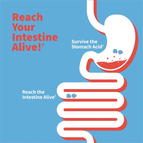 Garden of Life Kids Dr. Formulated Probiotics Pre + Pro + D3 Strawberry - 5 billion - 60 Gummies