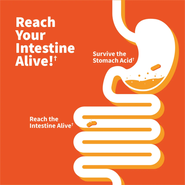 Garden of Life Dr. Formulated Probiotics Pre + Pro + Postbiotics - 30 billion - 30 Mini Vegetarian Capsules