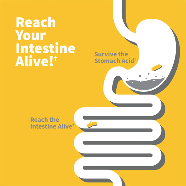 Garden of Life Dr. Formulated Probiotics Pre + Pro + Postbiotics - 100 billion - 30 Vegetarian Capsules