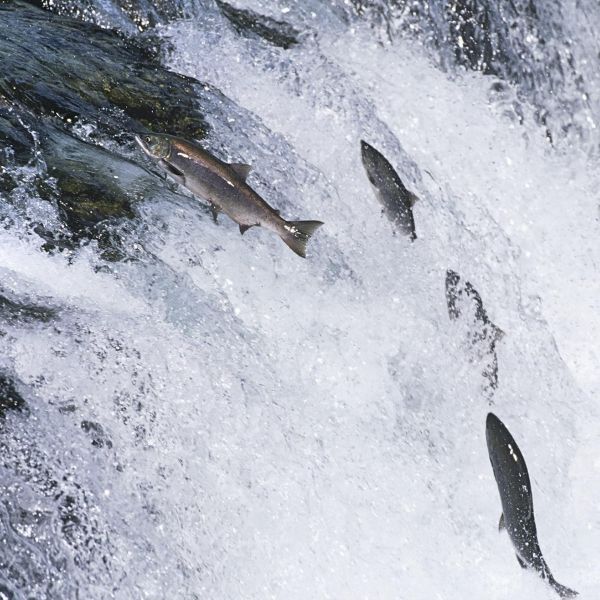 Epic Smoked Salmon Filet Strip with Maple 