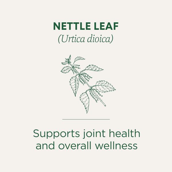Traditional Medicinals Organic Nettle Leaf Herbal Tea - 16 Tea Bags